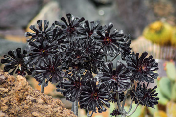 Cactus plant isolated on volcanic soil. Aeonium arboreum Zwartkop