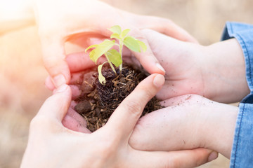 World environment day reforesting eco bio arbor CSR ESG ecosystems reforestation concept.Image of hands of father and daughter child growing tree on soil. Parent and child planting nature together