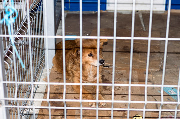 homeless red dog in the shelter cage
