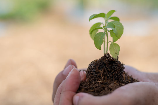 World environment day reforesting eco bio arbor CSR ESG ecosystems reforestation concept.Image of hands of father and daughter child growing tree on soil. Parent and child planting nature together.