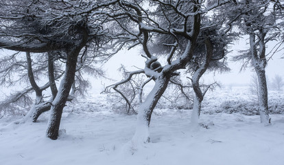 Snow covered tree trunks