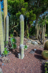 Cactus plant isolated on volcanic soil.