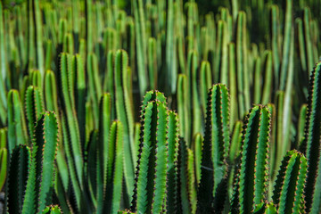 Cactus plant isolated on volcanic soil.  Spurge, Euphorbia pentagona