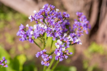 Cactus plant isolated on volcanic soil.