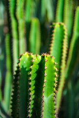 Cactus plant isolated on volcanic soil.  Spurge, Euphorbia pentagona