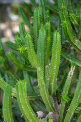 Cactus plant isolated on volcanic soil.  Spurge, Euphorbia pentagona