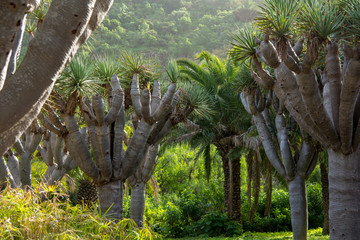 Fototapeta premium Canarian drago tree in a beautiful landscape. Dracaena draco