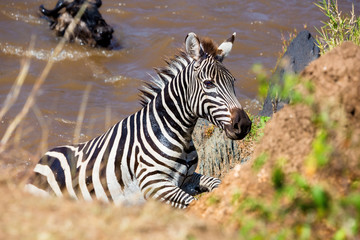Fototapeta na wymiar Zebra am Fluß
