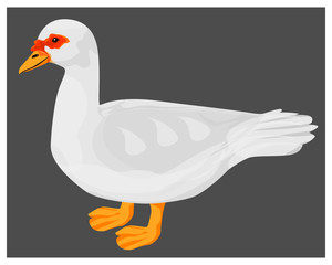 white duck vector design