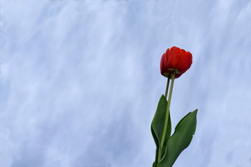 Tulips against the blue sky.