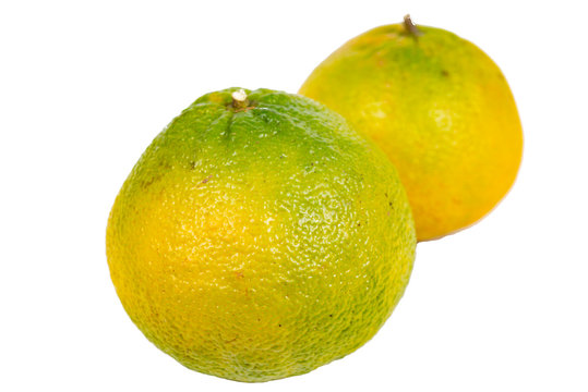 Deux uglis sur fond blanc