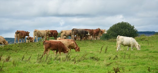 Cattle on Holy Island in Lough Derg, Ireland.