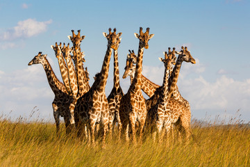 Fototapeta premium Giraffen Meeting