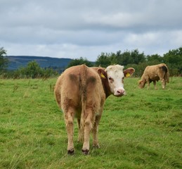Naklejka premium A cattle on Holy Island in Lough Derg, Ireland.