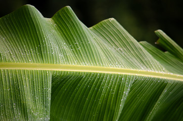 plantas © Motos e Paisagens