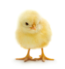 Cute little chicken