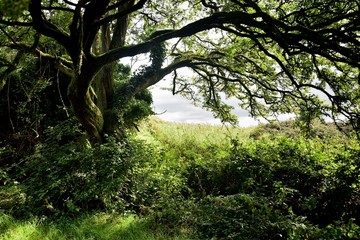 Irish fairytale landscape