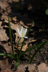 One of the first spring flowers (Scilla luciliae)