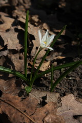 One of the first spring flowers (Scilla luciliae)