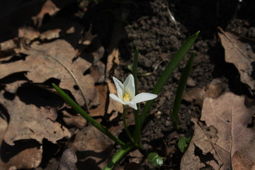 One of the first spring flowers (Scilla luciliae)