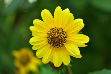 Ansicht einer Sonnenblume im Garten