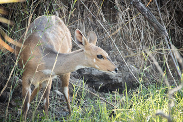Close up image of a Nyala at a watering hole drinking water in a national park in south africa