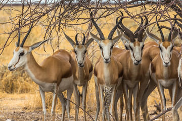Antelopes hiding in shade of big tree in Etosha Park