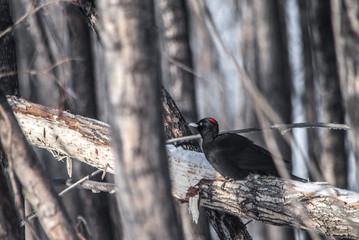 tree, bird, nature, animal, forest, wildlife, branch, wild, blue, winter, spring, snow, birds, squirrel, black woodpecker Dryocopus martius