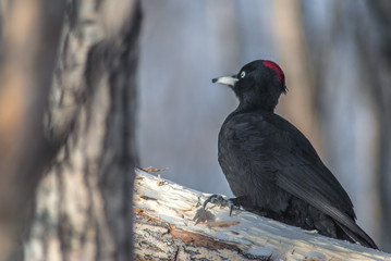 tree, bird, nature, animal, forest, wildlife, branch, wild, blue, winter, spring, snow, birds, squirrel, black woodpecker Dryocopus martius