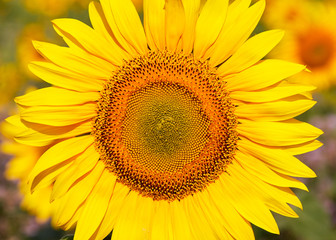 Fototapeta premium Sunflower blossom head