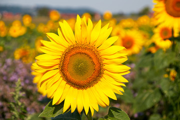 Sunflower flower head sticks out in a field full of sunflowers