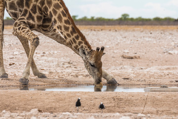 Obraz na płótnie Canvas Giraffe drinking from waterhole, Etosha Park