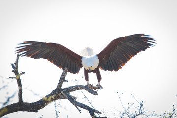Close up image of an African Fish Eagle in a tree at a lake in a national park in south africa