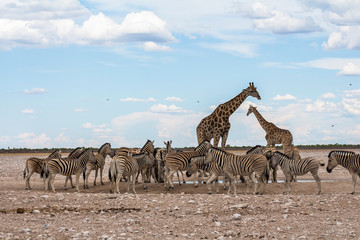 Giraffes and Zebras drinking at waterhole, Etosha Park