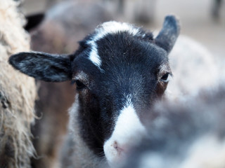 Portrait of a gray lamb of Romanov breed in the flock. Sheep at the farm