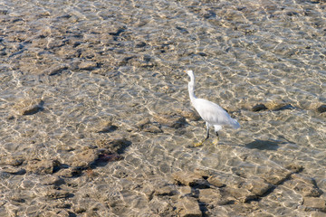 Egret in clear water. seabird finding food on beach.