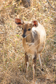 Close up image of a Nyala at a watering hole drinking water in a national park in south africa