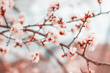 White flowers blossom on tree in spring. Floral nature spring background.