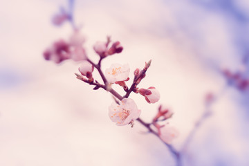 White flowers blossom in spring. Nature background