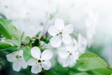 White flowers blossom in spring. Nature background