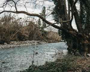 tree on the shore of a river
