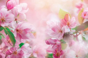 Naklejka na ściany i meble Pink cherry flowers blossom on tree in spring. Nature beautiful floral pastel background with flowering plants.