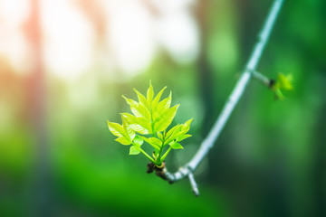 Fresh young green leaves of twig tree growing in spring. Beautiful green leaf nature outdoor background with copy space