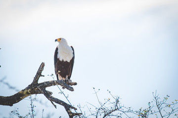 Close up image of an African Fish Eagle in a tree at a lake in a national park in south africa