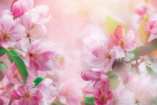Pink flowers blossom. Nature beautiful floral background © iryna1