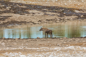 Hyena on waterhole in Etosha Park, Namibia