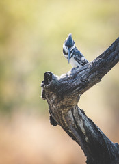 Close up image of a Pied Kingfisher in a nature reserve in South Africa