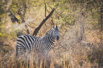 Fototapeta na wymiar Close up image of a zebra in a nature reserve in south africa