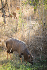 Close up image of a Nyala at a watering hole drinking water in a national park in south africa