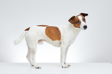 Adorable Jack Russell Terrier stands sideways on the white table with it’s head turned to the side on the white background